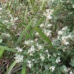 Correa alba Habit