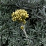 Helichrysum orientale Цветок
