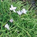 Ipheion uniflorum Flor