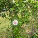 Hibiscus syriacusFlower