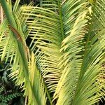 Cycas panzhihuaensis 形態