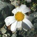 Leucanthemopsis alpina Flower