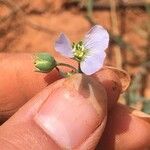 Linum pratense Кветка