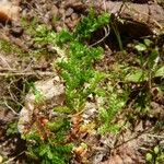 Selaginella denticulata List