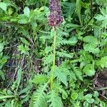 Pedicularis recutita Hábito