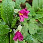 Primula × polyantha Habit