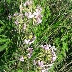 Saponaria officinalis Kvet