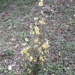 Verbascum sinuatum Flower