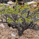 Sarcocaulon mossamedense 形態