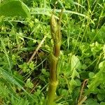 Angelica atropurpurea Hoja