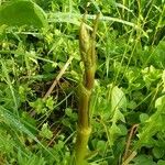 Angelica atropurpurea Листок