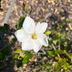 Gardenia volkensii Blomst