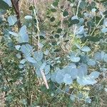 Eucalyptus gunnii Leht