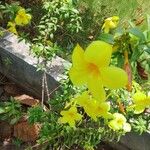 Allamanda cathartica Folha