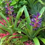 Aechmea fendleri 花