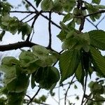 Ulmus glabra Blatt