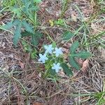 Cnidoscolus urens Flower