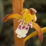 Corallorhiza maculata Flower