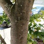 Magnolia liliiflora Bark