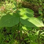 Arisaema triphyllumЛист