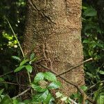 Cussonia brieyi Casca