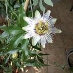 Passiflora caeruleaКвітка