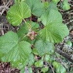 Ribes sanguineum Leaf