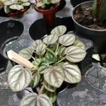 Peperomia albovittata Ліст