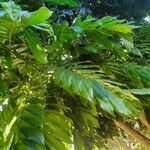 Castanospermum australe Frunză
