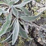 Centaurea uniflora Leaf