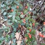 Cotoneaster franchetii Hábito