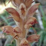 Orobanche rapum-genistae Flor