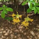 Lonicera hirsuta 花