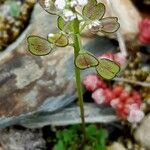 Teesdalia coronopifolia Φρούτο