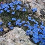 Eritrichium nanum Other