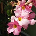 Mandevilla laxa Flower