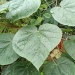 Abutilon grandifoliumLeaf