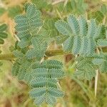 Acacia raddiana Leaf