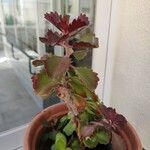 Kalanchoe longiflora Blad