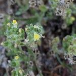 Linaria arenaria Fleur