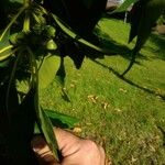 Lophostemon confertus Fruit