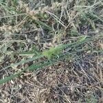 Cenchrus spinifex Fruto