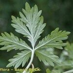 Potentilla intermedia Leaf