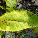 Inula helenium Leaf