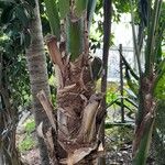 Howea forsteriana Corteza