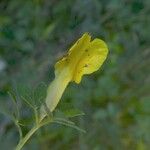 Chamaecytisus supinus Flower