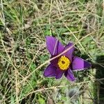 Pulsatilla vulgarisFiore