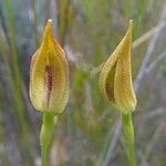Praecoxanthus aphyllus Flor