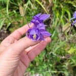 Aquilegia pyrenaica Blüte