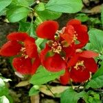 Chaenomeles speciosa ফুল